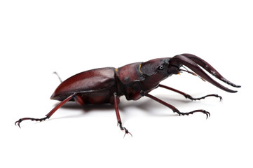 ノコギリクワガタ-Prosopocoilus inclinatus