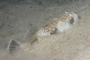 Stargazer priest scorpion fish