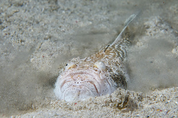 Stargazer priest scorpion fish