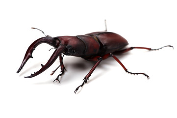 ノコギリクワガタ-Prosopocoilus inclinatus