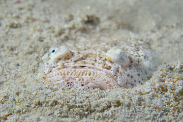 Stargazer priest scorpion fish