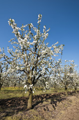 Fototapeta premium Flowering sour cherry orchard tree