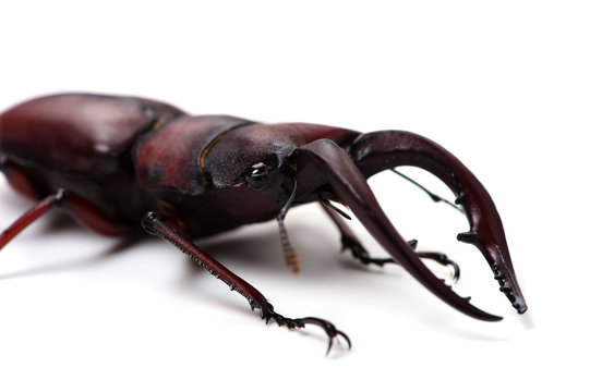 ノコギリクワガタ-Prosopocoilus inclinatus