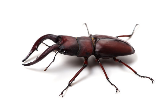 ノコギリクワガタ-Prosopocoilus inclinatus