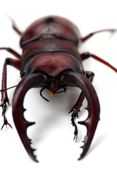 ノコギリクワガタ-Prosopocoilus inclinatus