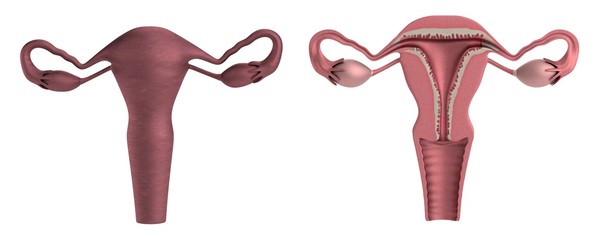 realistic 3d render of uterus