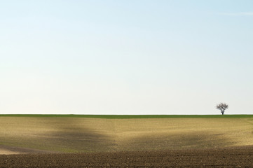 Obraz na płótnie Canvas Uprawiane krajobraz z drzewa na horyzoncie prawo
