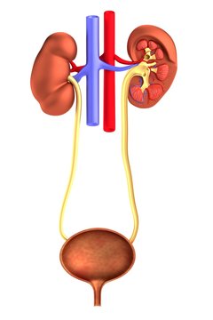 realistic 3d render of urinary system