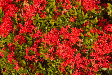 Blooming Red Ixora flowers