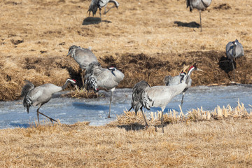 Common Crane