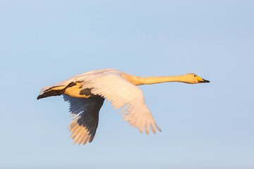 Whooper Swan flying