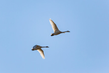 Obraz premium Whooper Swan