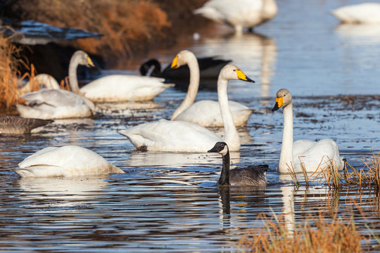 Canada Goose and Whooper Swan