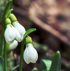snowdrops