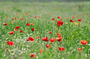 Red poppies on the meadow