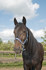 Fototapeta premium Horse on the farm portrait midfar