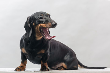 Dog on a light background