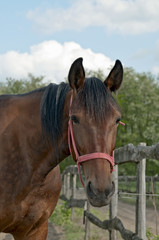 Obraz premium Horse on the farm portrait with fence