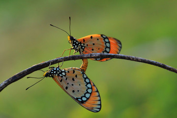 Butterfly mating