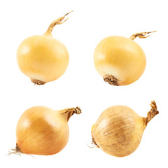 Onion isolated