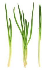 Fresh green loot isolated