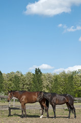 Obraz premium Horses on the farm side view
