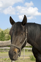 Fototapeta premium Dark brown horse on the farm portrait