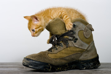 Katze erforscht einen Schuh
