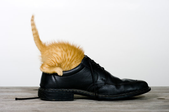 Katze erforscht einen Schuh