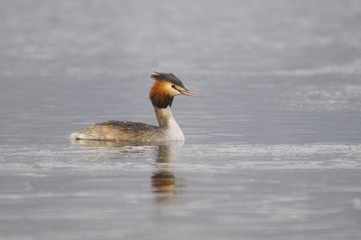 Great Crested Grebe, Podiceps cristatus Linnaeus