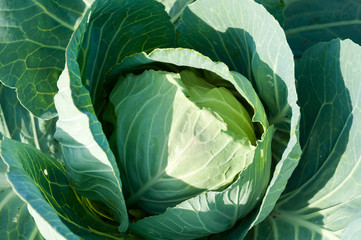 Cabbage on a bed