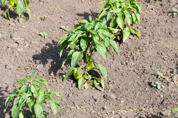 Sweet pepper on a bed