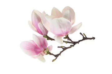 Foto op Canvas magnolia © magdal3na