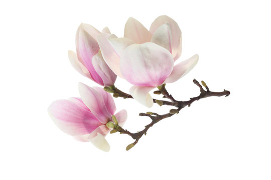 Fototapeta magnolia