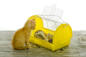 Katze spielt mit einer Maus im Käfig