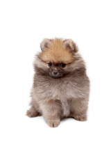 Pomeranian puppy at the age of 2 months isolated on white backgr