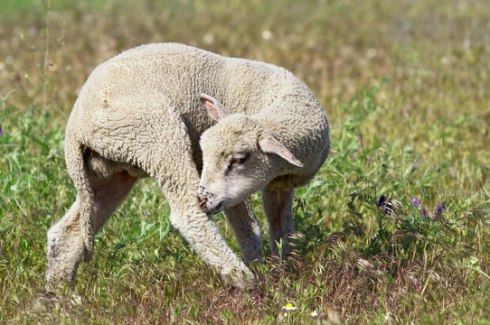 Cute lamb on the meadow