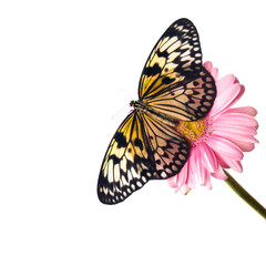Fototapeta premium Beautiful Plain Tiger butterfly perching on pink flower