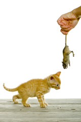 Zwei Freunde, eine kleine Katze spielt mit einer Maus