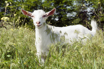 Funny white goat smiling on the meadow