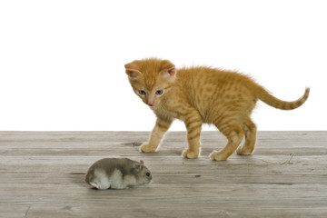 Zwei Freunde, eine kleine Katze spielt mit einer Maus