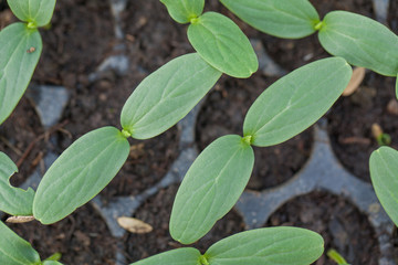 seedling on vegetable tray