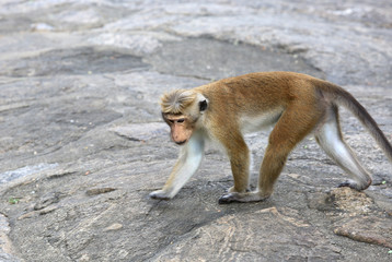 monkey on stone