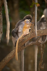 Monkey family sitting on tree ( Presbytis obscura reid ).