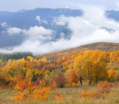 autumn forest on mountains background