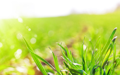 Frühlingssonne auf dem Feld
