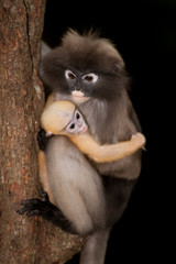 Monkey mother and her baby ( Presbytis obscura reid ).