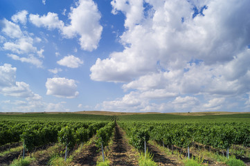 Fototapeta na wymiar Landscape with beautiful Bulgarian vineyards