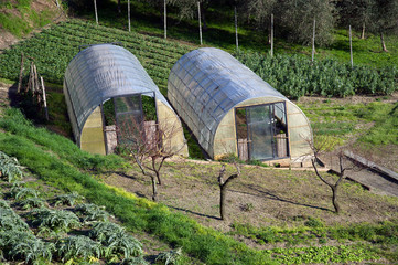 Greenhouse for the cultivation of salad