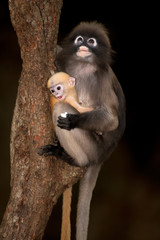 Monkey mother and her baby ( Presbytis obscura reid ).